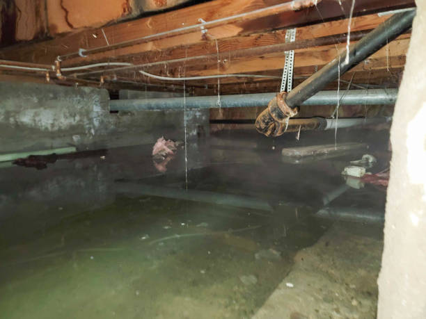 Best Mold removal after water damage  in Wheat Ridge, CO